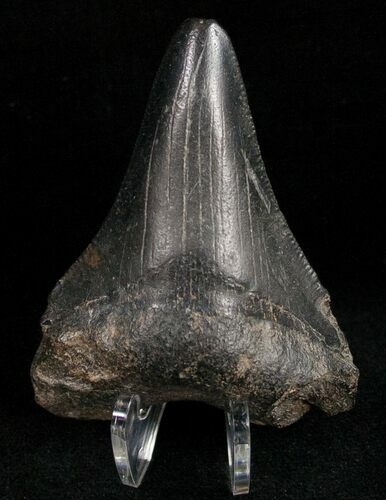 Juvenile Megalodon Tooth #11959